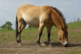 /album/galerie-photos/cheval-de-prjevalski-jpg/